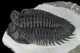 Coltraneia Trilobite Fossil - Huge Faceted Eyes #165840-5